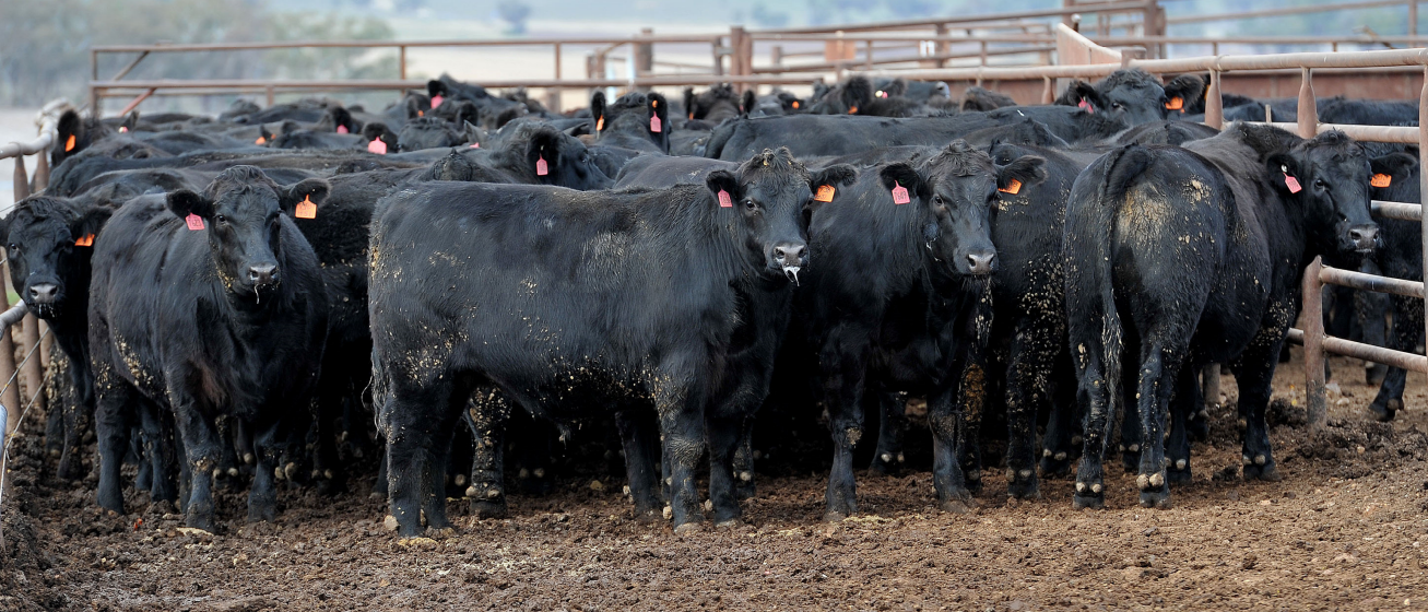 Killara operates under the Elders Feed & Processing division flag. It has a capacity of 20,000 head, with an approved expansion to 22,250 head in 2024. It supplies major domestic supermarkets like Woolworths and exports premium beef to markets including the EU, Japan, the Middle East, the US, and China. 