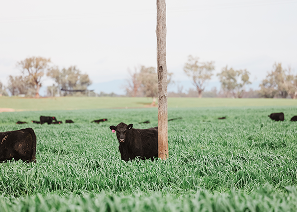 Killara hosts RSPCA information day 